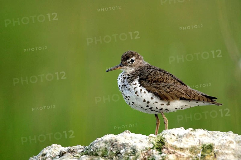 Animals, birds, bird, woodpecker, plover, spotted sandpiper (Actitis macularia), Michigan, USA, Michigan, USA