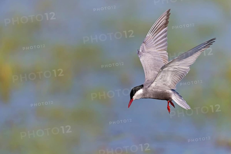 White-bearded Tern, (Chlidonias hybridus, Chlidonias hybrida, family of terns, flight, biotope, habitat, foraging, prey, dive, hunting fish, Lake Neusiedl, Illmitz, Burgenland, Austria
