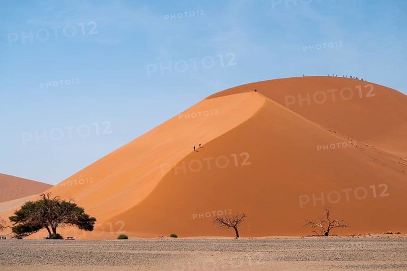 Dune 45, Large Red Sand Dune in the Namib Desert, Namib Naukluft Park, Namibia