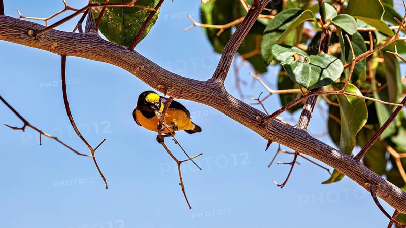 A small bird perches on a branch beneath a clear blue sky: the purple-throated organist in the Caatinga, Brazil (Euphonia chlorotica)