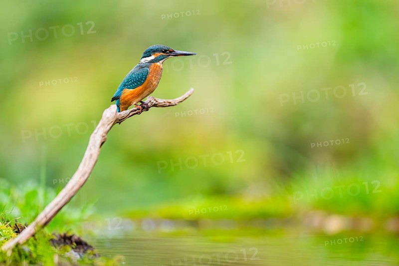 Common kingfisher (Alcedo atthis) sitting on an old wooden branch in late summer, wildife, Bavaria, Germany