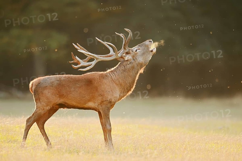 Red deer (Cervus elaphus), a stag standing in a meadow bellowing, rutting season, North Rhine-Westphalia, Germany