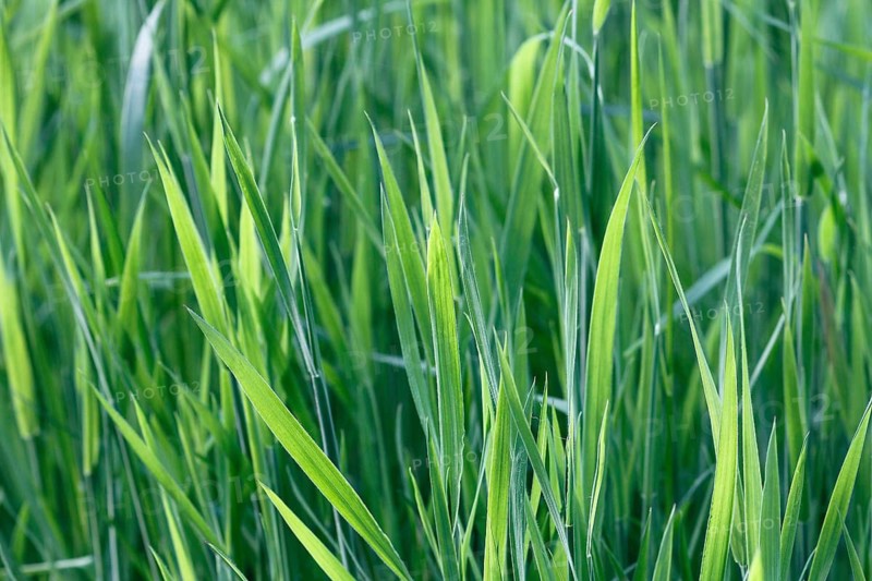 Tall green blades of grass (Gramen), in the evening light, North Rhine-Westphalia, Germany