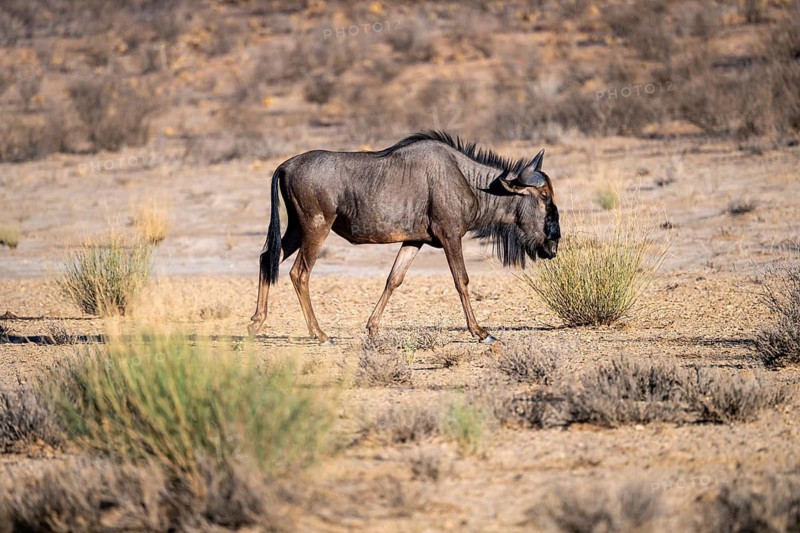 Blue wildebeest (Connochaetes taurinus) in the dry Nossob riverbed, Kalahari Desert, Kgalagadi Transfrontier Park, South Africa