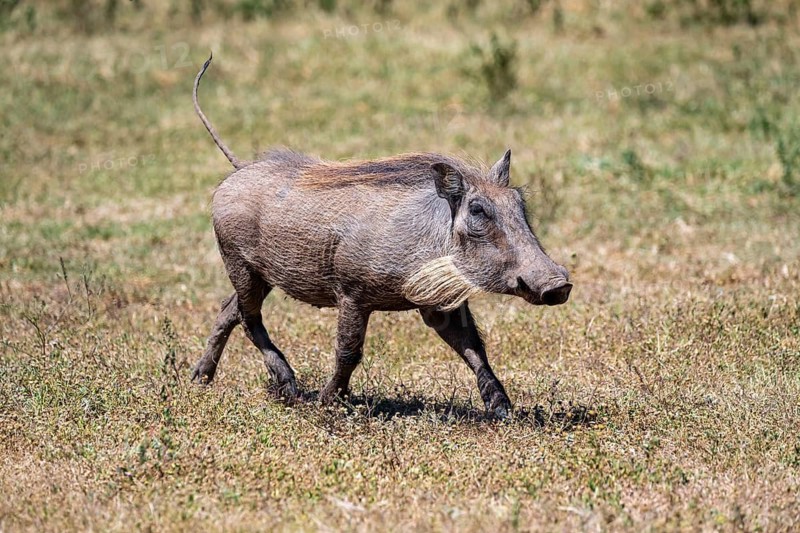 Warthog (Phacochoerus africanus) running with tail raised, Addo Elephant National Park, Eastern Cape, South Africa
