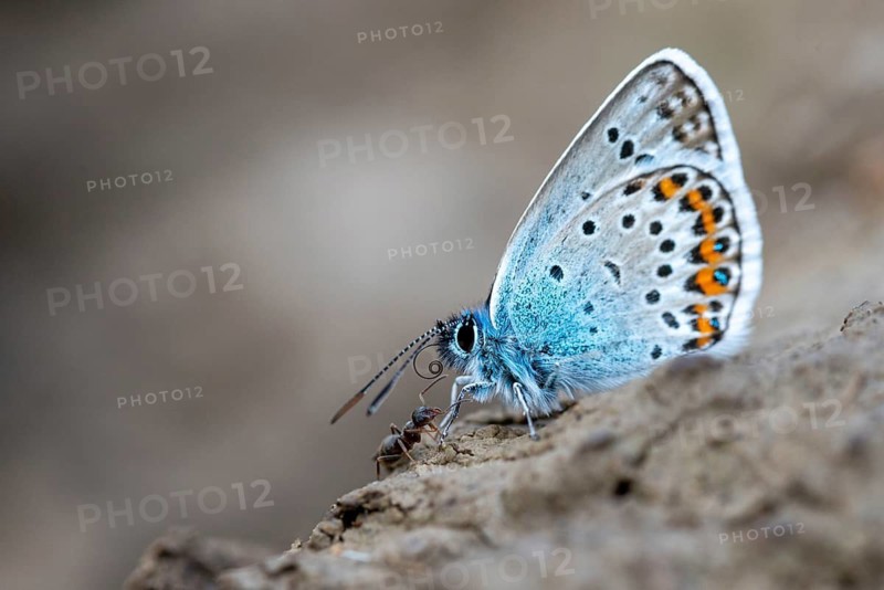 Argus blue, goatclover blue, plebeius argus, silver-studded blue, butterfly, insects, butterfly, butterflies