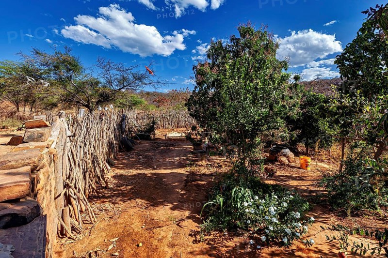 Village path with wooden fence surrounded by trees and blue sky with some clouds, vegetable garden of a farmhouse in Caatinga in Brazil