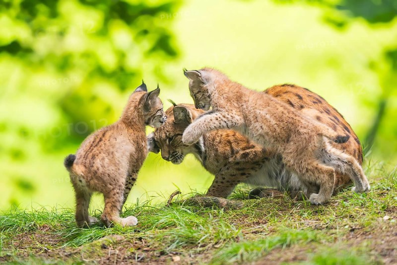 Eurasian lynx (Lynx lynx) mother with her youngsters (cubs) in a forest, Bavaria, Germany