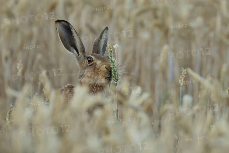 European brown hare (Lepus europaeus) adult animal feeding on a wheat sheath in a farmland field in summer, England, United Kingdom
