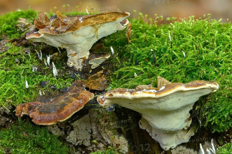 Boletus resinosus, ischnoderma resinosum, lasiochlaena anisea, hardwood resin porling, benzoin bracket, fungi, fungus, late fall polypore, mushrooms, resinous polypore