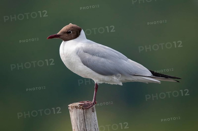 Black-headed gull, Chroicocephalus ridibundus, black-headed gull, Larus ridibundus, birds, charadriiformes, gulls, limicols, seagulls, birds