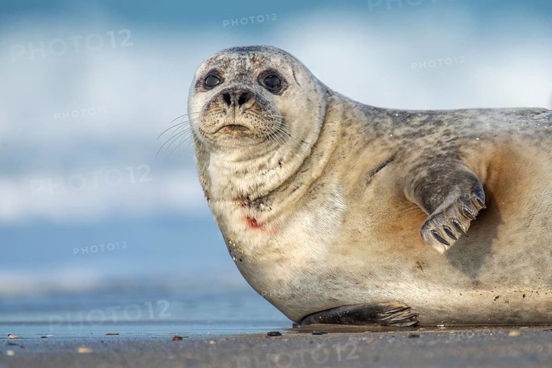 Seal (Phoca vitulina), North Sea, Heligoland, Schleswig-Holstein, Germany