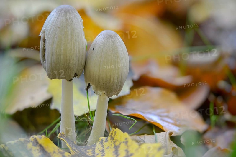 Coprinopsis atramentaria, Coprinus atramentarius, wrinkle tint, gray tintling, knot tint, fungi, fungus, mushrooms