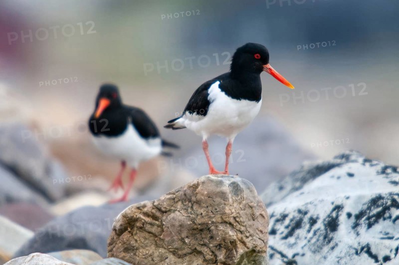 Oystercatchers, Haematopus ostralegus, Norway, oystercatcher, varanger, birds, charadriiformes, limikolen, snipe birds, scolopacidae, birds, waders, waders