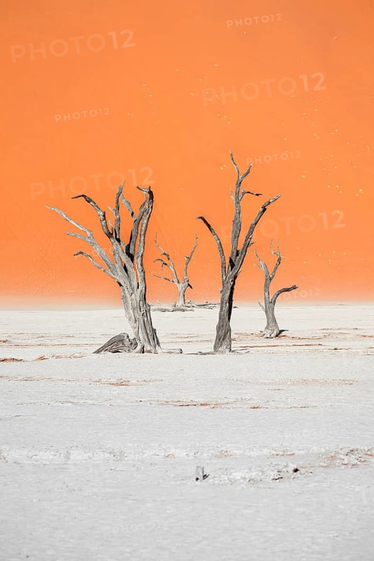 Dead camel thorn trees (Vachellia erioloba), red sand dunes, white salt pan, Dead Vlei, Sossusvlei, Namib Desert, Namib-Naukluft Park, Namibia