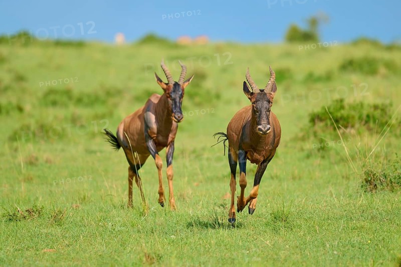Two antelopes are running side by side across a vast green expanse: topis (Damaliscus lunatus jimela), Masai Mara National Reserve, Narok County, Kenya