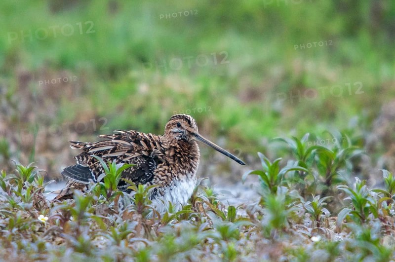 Common snipe, gallinago gallinago, snipe, bath, birds, charadriiformes, limikolen, snipe birds, scolopacidae, birds, waders, waders