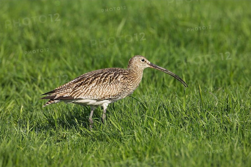 Animals, birds, waders, Eurasian curlew (Numenius arquata), Germany