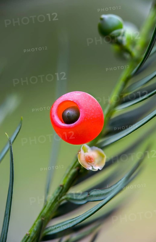 Yew, yew, European yew, seed coat, taxaceae, taxus baccata, flora, fruit, high size, vertical format, plants, yew