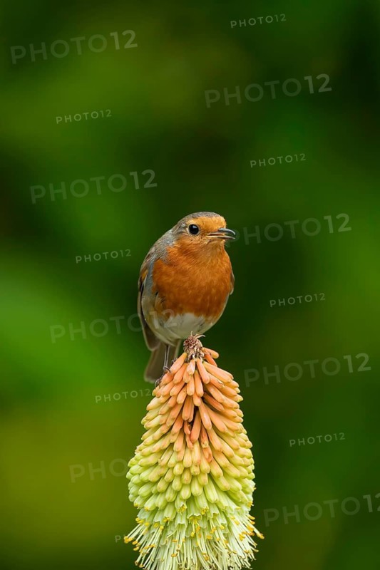 European robin (Erithacus rubecula) adult garden bird singing on a red hot poker flower in summer, England, United Kingdom