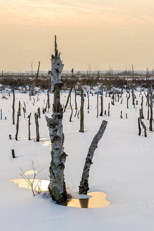 Winter landscape with snow in Rehdener Geestmoor, Rehden, Lower Saxony, Germany