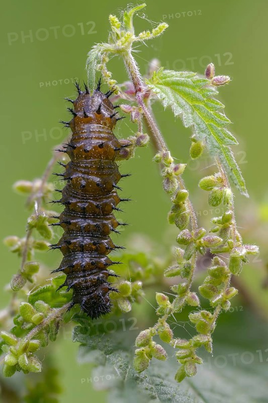 Admiral, nettle, large stinging nettle, red admiral, urtica dioica, urticaceae, Vanessa Atalanta, nettle, butterfly, common nettle, flora, high size, portrait format, inchworm, insects, nettle, nettle leaf, plants, caterpillar, butterflies, stinging nettle, butterflies, stinging nettle, butterflies, stinging nettle, butterflies