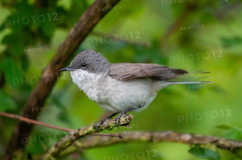 Brandenburg, Germany, rattlegrass warbler, lesser whitethroat, Nabu, national natural heritage, natural paradise Grünhaus, Sylvia Curruca, post-mining landscape, birds, greenhouse, male, passeri, songbirds, birds, seeding warbler