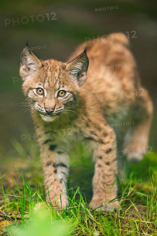 Eurasian lynx (Lynx lynx) youngsters (cub) sitting in a forest, Bavaria, Germany