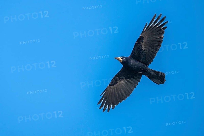 Rook (Corvus frugilegus) in flight, Dümmer, Lembruch, Lower Saxony, Germany
