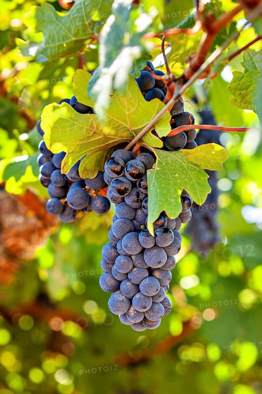 Ripe blue grapes hang from a vine, surrounded by green leaves and illuminated by warm sunlight, ripe red grapes in front of harvesting