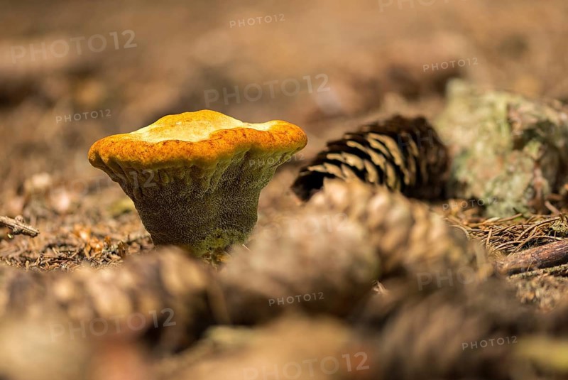 Tree sponge relatives, brown porling, spruce brown porling, fomitopsidaceae, yellow brown porling, pine brown porling, softwood brown porling, Phaeolus pigitzii, Phaeolus spadiceus, Dyer's polypore, fungi, mushrooms, velvet top fungus
