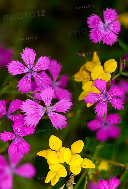 Caryophyllaceae, Dianthus deltoides, heather clove, flora, high size, portrait, lean grass, maiden pink, plants, dry grassland