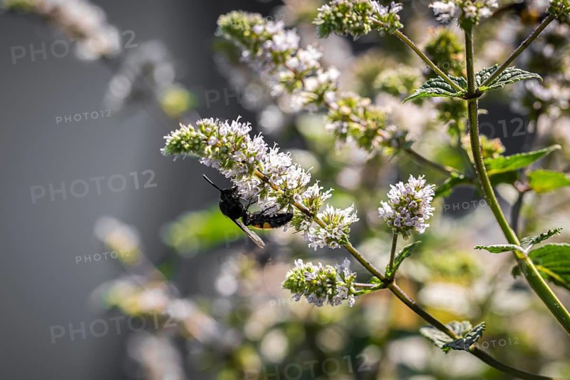 Hairy dagger wasp (Scolia hirta) on white flowers, Neunkirchen, Lower Austria, Austria