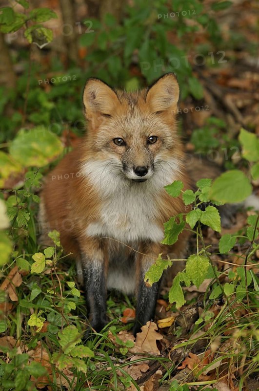 Fox lying in autumn leaves, Sauerland North Rhine-Westphalia, October 2008