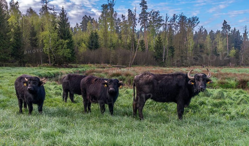 Bavaria, Bubalus Arnee, Even-töd Ungulate, Upper Palatinate, Paarhufer, Tirschenreuth, Waldnaab, Waldnaabaue, water buffalo, wild willows Waldnaabaue, extensive grazing, mammals, mammals