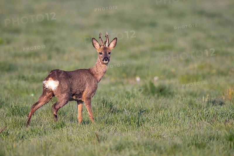 Roebuck (Capreolus capreolus) antlers, Vechta, Lower Saxony, Germany