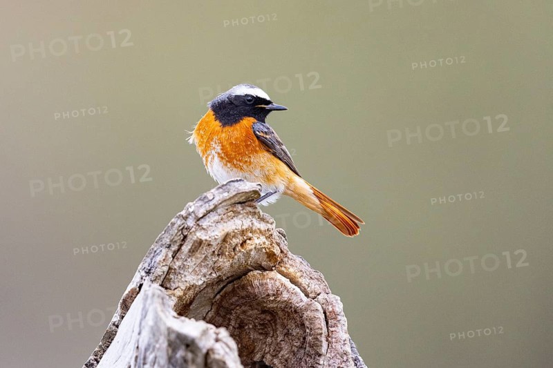 Redstart (Phoenicurus phoenicurus) ml Germany