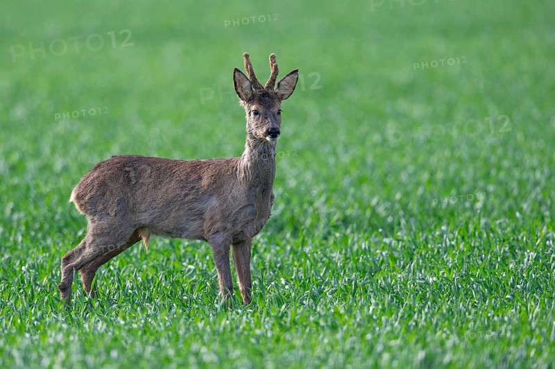 Roe deer (Capreolus capreolus), Oldenburger Münsterland, Vechta, Lower Saxony, Germany