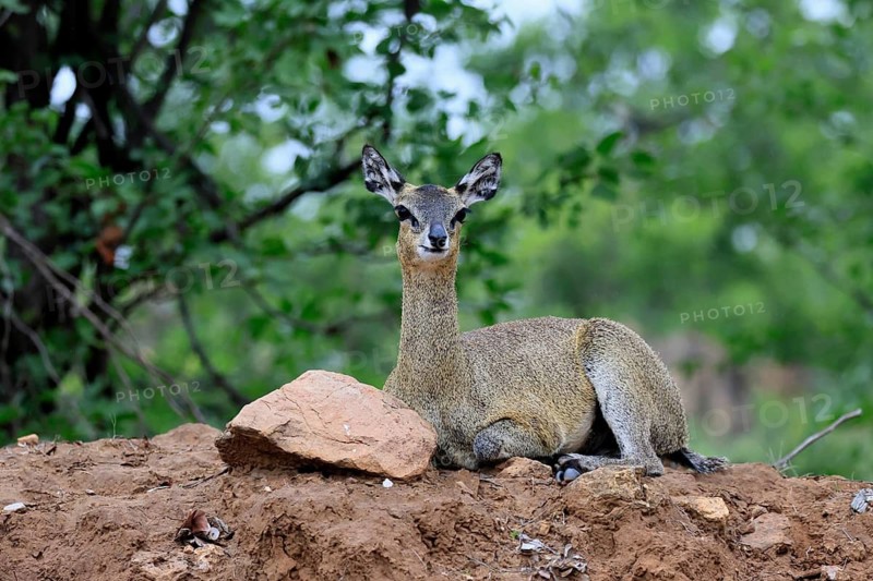 Transvaal rock hyrax (Oreotragus transvaalensis), adult, female, sitting, alert, Kruger National Park, South Africa