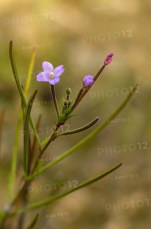 Epilobium parviflorum, hoary willowherb, small flowered fireweed, flora, high size, portrait, plants, fireweed