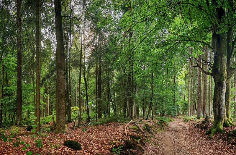 A quiet forest trail with tall trees and green foliage that creates a peaceful atmosphere, hiking in the Fichtelgebirge nature park Park, Upper Franconia