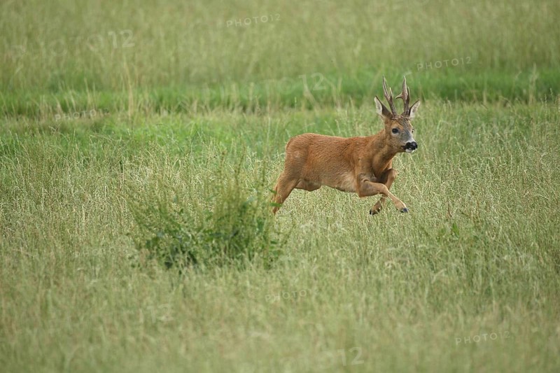 Roe deer (Capreolus capreolus) : a powerful buck leaps across a meadow during the rutting season, Allgäu/Bavaria, Germany