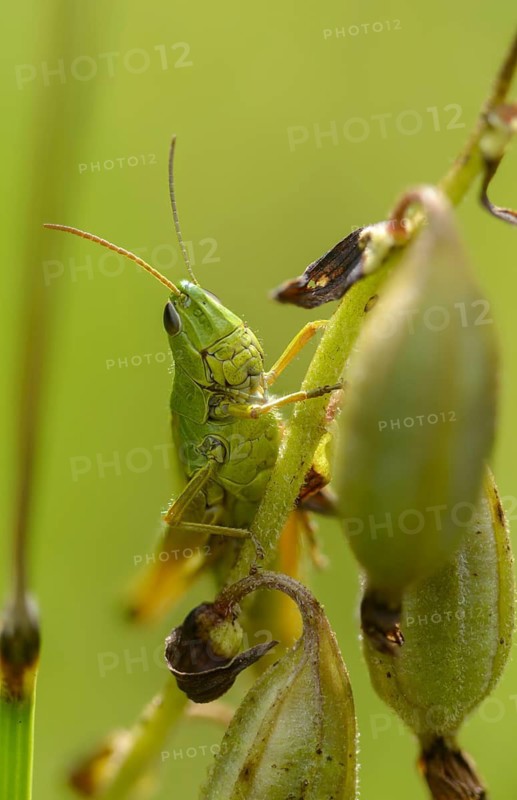 Acrididae, Caelifera, Chorthippus montanus, field locusts, gomphocerinae, grasshoppers, short-feeler, pseudochorthippus montanus, swamp grasshoppers, grasshoppers, grasshoppers, high size, vertical format, insects, water-meadow grasshopper