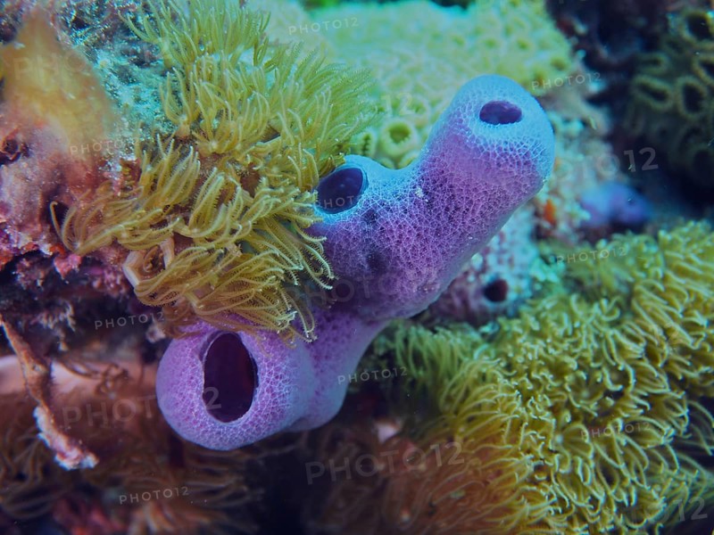 Purple tube sponge (Callyspongia fallax) in a vibrant underwater environment teeming with corals, Nursery dive site, Pompano Beach, Florida, USA