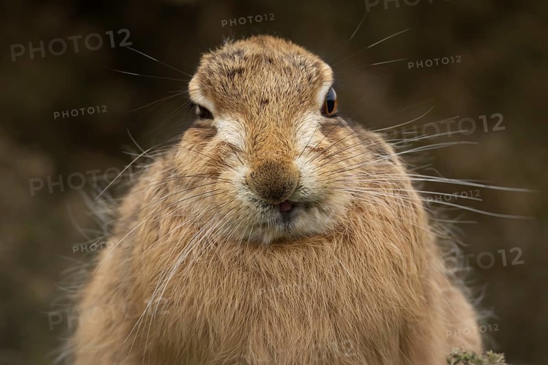 European brown hare (Lepus europaeus) adult animal head portrait, England, United Kingdom