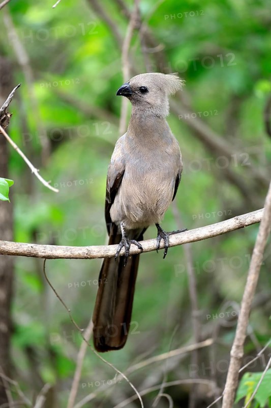 Grey Go-away-bird (Crinifer concolor), Grey Go-away-bird, subadult, half-grown, perched on a tree, alert, Kruger National Park, South Africa