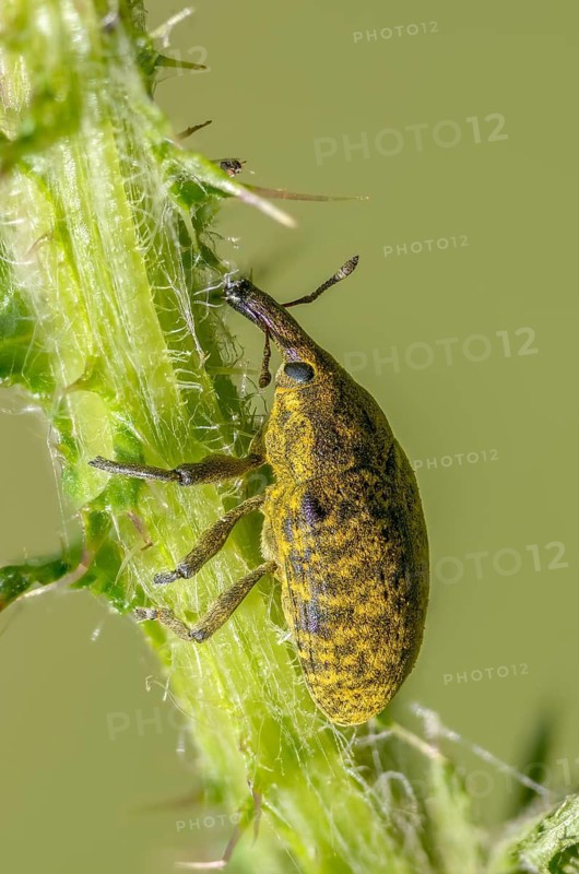 Thistle weevil, larinus cf sturnus, larinus sturnus, weevil, beetle, coleoptera, high size, portrait format, insects, beetles