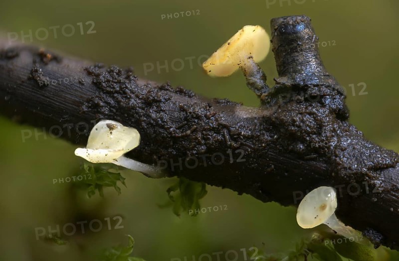 Beardless nail cup, bearded submers-stem cup, hymenoscyphus imberbis, fungi, fungi, mushrooms