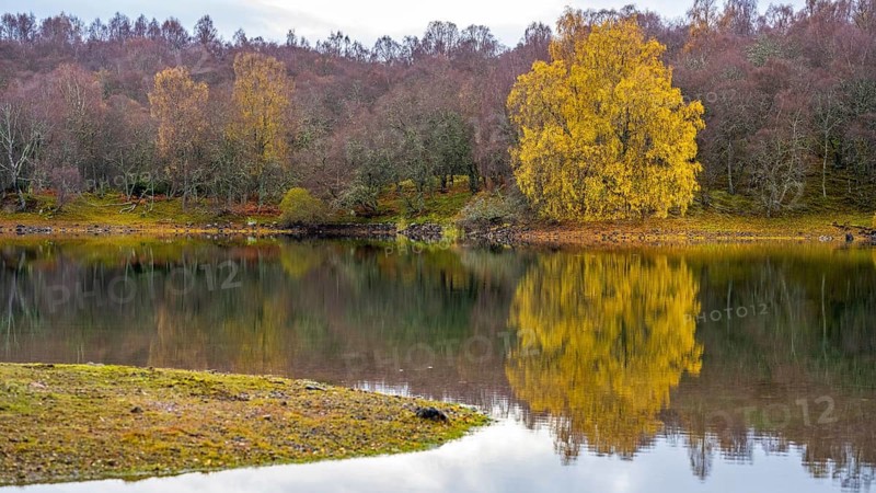 A birch tree (Betula) with its autumnal colours is reflected in a lake, Aviemore, Scotland, United Kingdom