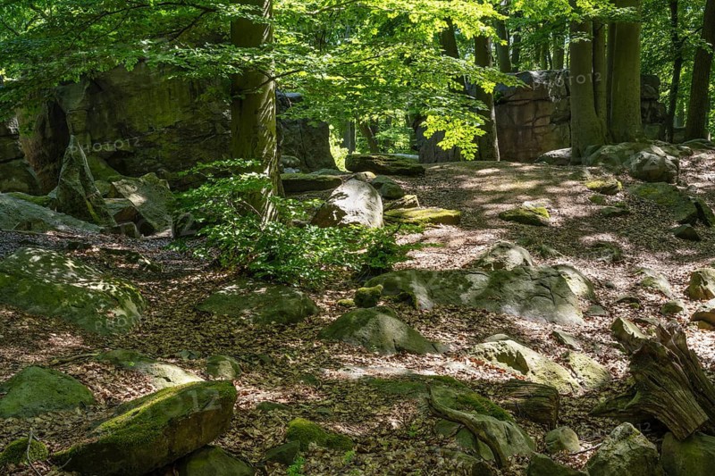 Rocks in green beech forest, Ore Mountains, Czech Republic, May 2024